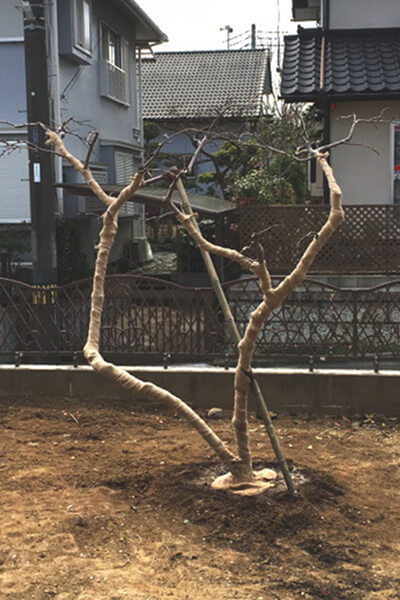 植木の移植のイメージ画像