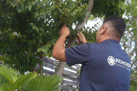 樹木のカットのイメージ画像