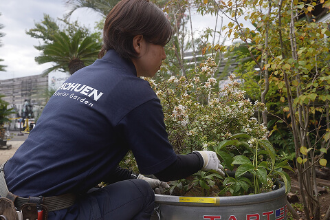 植込みのカットのイメージ画像